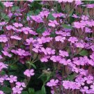 200+ Soapwort Seeds  Saponaria Ocymoides Pink Wildflower USA