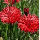 200+ Tall Red Cornflower Bachelor Button Seeds Flower USA 200+ Tall Red Cornflower Bachelor Button Seeds Flower USA
