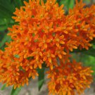 30+ Butterfly Milkweed Seeds Flower Asclepias Tuberosa PERENNIAL