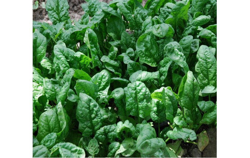 100+  Spinach Seeds Giant Noble Vegetable Garden NON-GMO USA