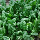 100+  Spinach Seeds Giant Noble Vegetable Garden NON-GMO USA