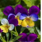 JOHNNY JUMP UP SEEDS - VIOLA - FLOWER SEEDS  USA 500+ Seeds