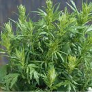 Mugwort Seeds (Artemisia vulgaris) | Medicinal Culinary Perennial Herb USA 1000+ Seeds