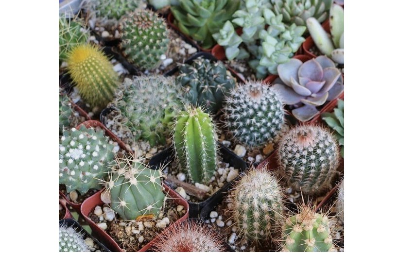 Mixed Cactus seeds , mix succulent seeds | USA 25+Seeds