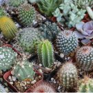 Mixed Cactus seeds , mix succulent seeds | USA 25+Seeds