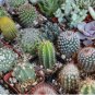 Mixed Cactus seeds , mix succulent seeds | USA 25+Seeds