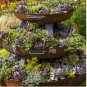 Mixed Cactus seeds , mix succulent seeds | USA 25+Seeds