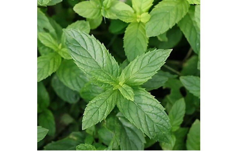 Peppermint Seeds , NON-GMO, Aromatic Perennial 500+ Seeds