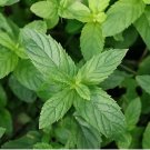 Peppermint Seeds , NON-GMO, Aromatic Perennial 500+ Seeds