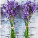 LAVENDER SEEDS (Lavandula angustifolia) - PERENNIAL | NON-GMO HERB USA 600+ Seeds
