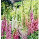 DIGITALIS FOXGLOVE MIXED SEEDS | 2000 SEEDS, USA SELLER