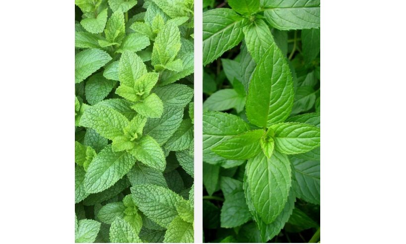 500++ Mixed Mint Seeds  Peppermint + spearmint herb NON-GMO Heirloom Vegetable