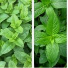 500++ Mixed Mint Seeds  Peppermint + spearmint herb NON-GMO Heirloom Vegetable