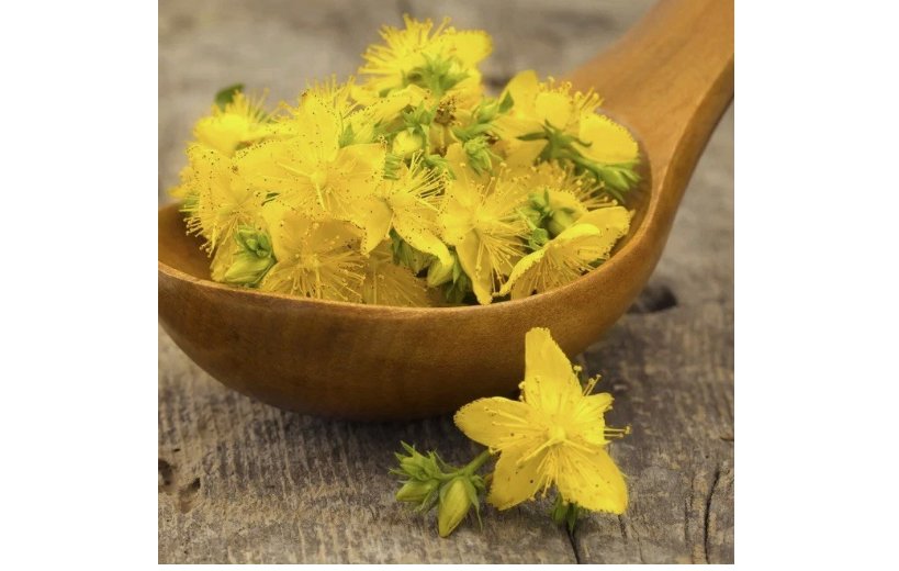 St. John&acirc;��s Wort Seeds (Hypericum perforatum) Yellow Medicinal Herb Non-GMO 500 Seeds