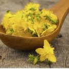 St. John’s Wort Seeds (Hypericum perforatum) Yellow Medicinal Herb Non-GMO 500 Seeds