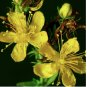 St. John&acirc;��s Wort Seeds (Hypericum perforatum) Yellow Medicinal Herb Non-GMO 500 Seeds