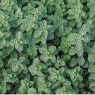 Greek Oregano Seeds | Attracts Butterflies, Aromatic - Herbs Seeds USA 1000+ Seeds