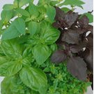 Basil seeds mixed - (Culinary Blend) | NON-GMO, Heirloom Seeds | USA SEEDS 250+ Seeds