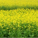 Black Mustard Seeds - (Brassica Nigra) NON-GMO | Heirloom - Plant Seeds 1000+ Seeds