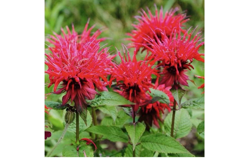 Bee Balm SCARLET Red Monarda Didyma Seeds - Perennial Hummingbirds Non-GMO 10+ Seeds