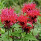 Bee Balm SCARLET Red Monarda Didyma Seeds - Perennial Hummingbirds Non-GMO 10+ Seeds
