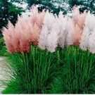 25 Pampas Grass Seeds - Mix  - Perennial Ornamental