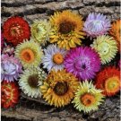 STRAWFLOWER TALL Mixed Seeds - Cut Flowers 36" Tall Non-GMO, Heirloom USA 500+ Seeds