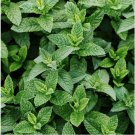 Peppermint Seeds (Mentha piperita)- 3000 Seeds, Non-GMO Heirloom Perennial