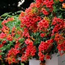 100 Chinese Trumpet Vine Seeds - Orange Red Trumpet Shaped Flowers, Fast Growing Climber for Fences