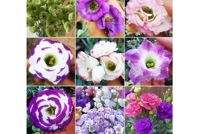 100 Mixed Eustoma (Lisianthus) Seeds &acirc;�� High Germination Rate