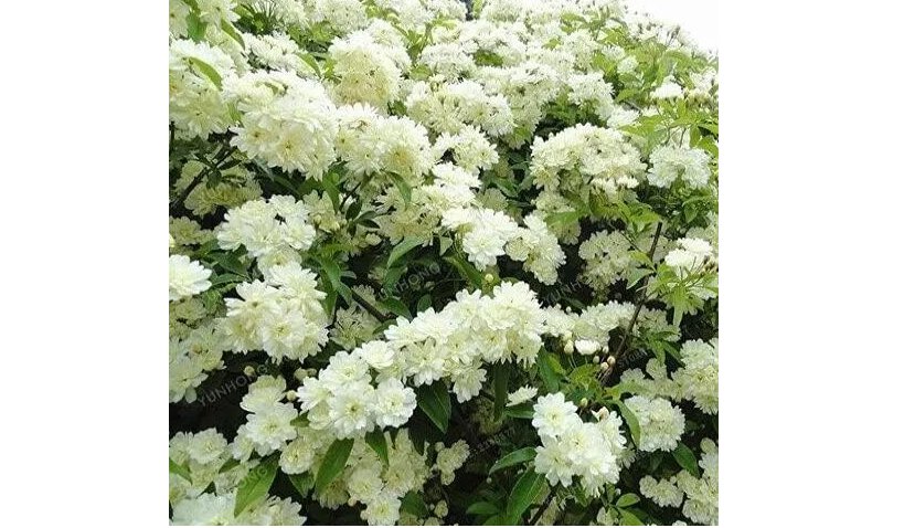 20 Double Murraya Paniculata Orange Seeds Jasmine White Fragrant Flowers