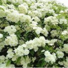 20 Double Murraya Paniculata Orange Seeds Jasmine White Fragrant Flowers