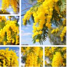 200 Silver Wattle Seeds - Fragrant Yellow Flowers, Winter Blooming