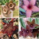 10 Stapelia Seeds Mix - Rare Carrion Flower Succulent Collection for Planting
