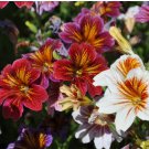 250 Painted Tongue Seeds - Rare Mixed Color Annual Flowers for Cut Bouquets & Gardens