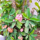 100PCS Rare Euphorbia Milii Hybrid Plant  Bonsai Plants Euphorbia Milii Flower for Home Garden