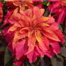 200 Crimson Majesty' Amaranth Seeds - Vibrant Red Leaves, Tall Ornamental Edible Leaf Plant