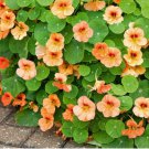 Peach Blossom' Nasturtium 50 Seeds Edible Flowers, Single-Petaled Blooms for Containers & Trellises
