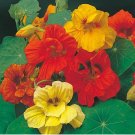 Aurora Nasturtium Mix 50 Seeds Edible Flowers for Containers & Gardens