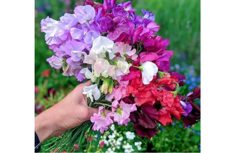 Royal Symphony' Sweet Pea Mixed 100 Seeds - Colors Fragrant Blooms for Cut Flower Garden