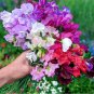 Royal Symphony' Sweet Pea Mixed 100 Seeds - Colors Fragrant Blooms for Cut Flower Garden