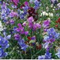 Royal Symphony' Sweet Pea Mixed 100 Seeds - Colors Fragrant Blooms for Cut Flower Garden