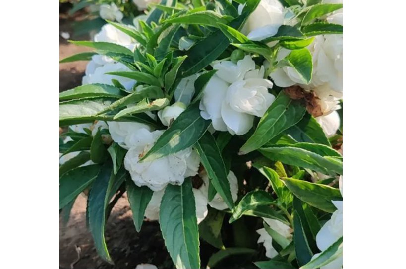 White Garden Balsam Double Flower 100 Seeds - Camellia Like Annual Plant for Warm Climates