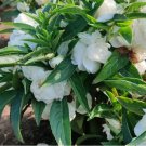 White Garden Balsam Double Flower 100 Seeds - Camellia Like Annual Plant for Warm Climates