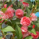 Pink Garden Balsam Double Flower 100 Seeds - Double Camellia-like Flowers, Dense Bloom Series Pink Garden Balsam Double Flower 100 Seeds - Double Camellia-like Flowers, Dense Bloom Series