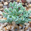 Broad-leaved Albuca (Albuca Concordiana) 100 Seeds - Unique Succulent With Curly Spiral Leaves