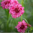 Purple-red Pincushion Flower Seeds - Unique Purple-red Blooms for Borders & Bouquets 200 Seeds