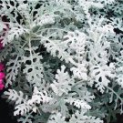 Silver Ragwort (Jacobaea maritima) 100 Seeds - Biennial Cultivation, Fuzzy Leaves