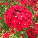 Red Sweet William Seeds - Perennial Dianthus Flowers for Gardens & Bouquets 500 Seeds