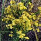 Wavyleaf Sea Lavender 200 Seeds - Light Yellow Starry Blooms, Drought-Resistant Everlasting Flowers